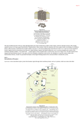 Internalization of Receptors