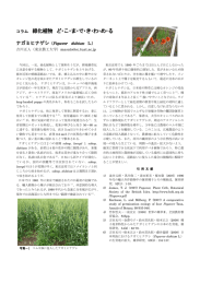 第35巻4号 ナガミヒナゲシ Papaver dubium L. 吉川正人