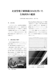 走査型電子顕微鏡(SEM)を用いた 生物試料の観察