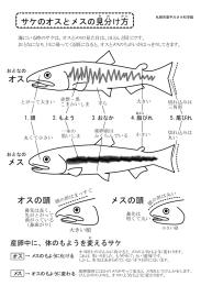 サケのオスとメスの見分け方