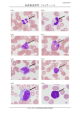 血液検査部門 フォトサーベイ