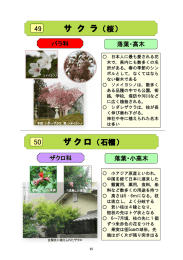 。 日本人に最も愛される花 木で, 県内にも数多くの名 所がある。 春の