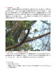 ① このタカは？ / UBE 日曜日、小野湖畔で撮影されたタカの写真です