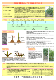 水田転換園でのイチジク栽培のポイント（PDF：426KB）