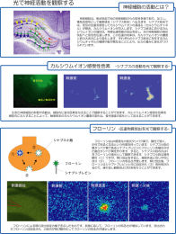 フローリン