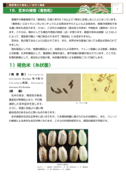 15. 玄米の被害（着色粒）