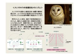 メンフクロウの音源定位法