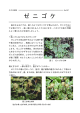 ゼニゴケ (PDF file