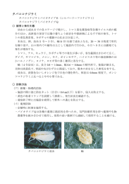 タバココナジラミ