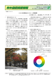 ケヤキ紅葉色のクローン間変異（PDF：91KB）