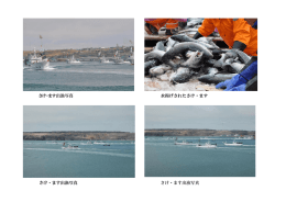 さけ・ます出漁写真 水揚げされたさけ・ます さけ・ます出漁写真
