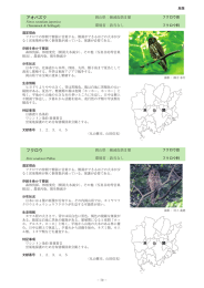 アオバズク フクロウ