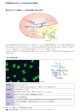 印刷用データはこちらから (PDF：817KB)