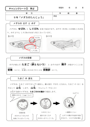 5年「メダカのたんじょう」 精子 受精