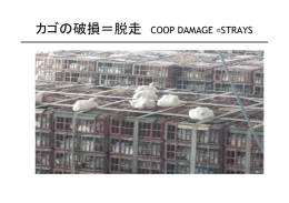 カゴの破損＝脱走 COOP DAMAGE =STRAYS