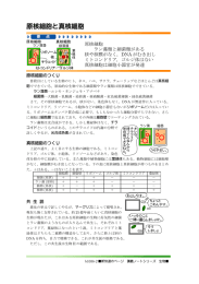 原核細胞と真核細胞