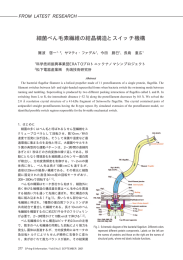 細菌べん毛素繊維の結晶構造とスイッチ機構 - SPring-8
