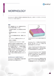 MORPHOLOGY