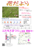 コスモスまつりin 板倉 コスモスまつり