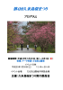 第4回久米島桜まつり