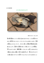 バードストライクって？ 2013.9.23 カッコウ 鳥 が飛行機 のエンジンに吸