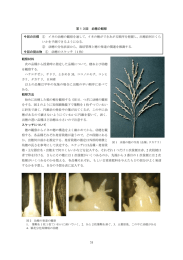 第13回 イネの幼穂の観察のテキスト