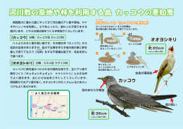 ハトより大きく尾が長い鳥です。 その鳴き声 「カッコウ」 から 名前の由来