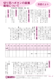 切り花ハボタンの直播 栽培について