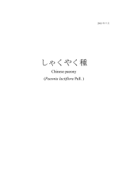 しゃくやく種