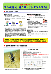デング熱 と 媒介蚊（ヒトスジシマカ）