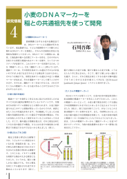 小麦のDNAマーカーを 稲との共通祖先を使って開発