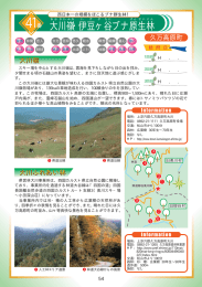 大川嶺・伊豆ヶ谷ブナ原生林