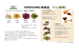 VERDISSIMO 新商品 マム(輪菊)