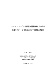 シロイヌナズナ根端分裂組織における 放射パターン形成の分子基盤の解析