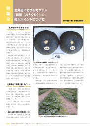 『黄栗(おうぐり)』の導入ポイントについて (約1600KB)