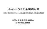 ネギ・ニラえそ条斑病対策 - 四国植物防疫研究協議会