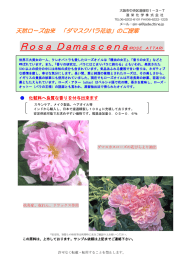 ダマスクバラ花油（天然ローズ由来）詳細資料