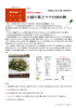 大根の葉とツナの炒め物 - MEDNIC ： 医療ネットワーク情報センター