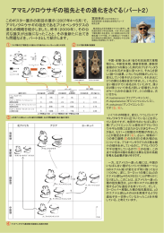 アマミノクロウサギの祖先と その進化をさぐる(パ ト2)