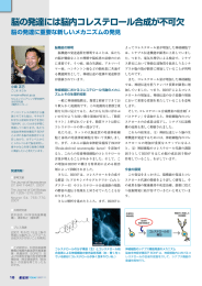 脳の発達には脳内コレステロール合成が不可欠[PDF:830KB]
