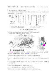 鱗翅目の受精生理 -精子の行動と雌の内部生殖器