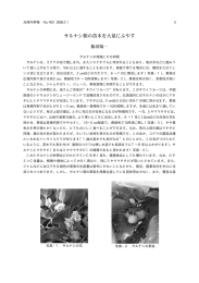 サルナシ類の苗木を大量にふやす