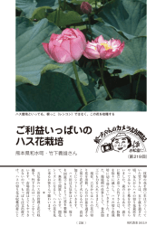 ご利益いっぱいの ハス花栽培