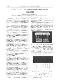 「アンデス赤」 の倍加個体と普通品種との雑種後代系統の育成