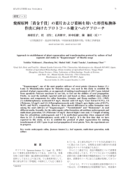 『黄金千貫』の葉片および葉柄を用いた形質転換体 作出に