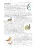 目黒区の野鳥その2（PDF：1288KB）
