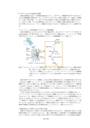 III-2-40 リボザイムの自己切断反応機構 密度汎関数法に基づく CPMD