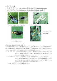 ハモグリバエ類 ナ モ グ リ バ エ garden pea leaf miner( ) マメ