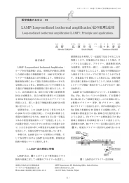 LAMP（Loop-mediated isothermal amplification）法の原理